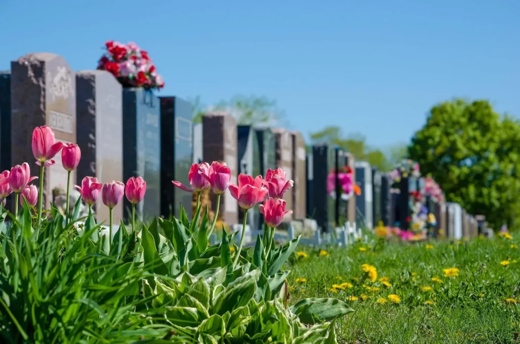 Allée de cimetière bordée de sépultures en pierre et de tulipes roses au printemps.