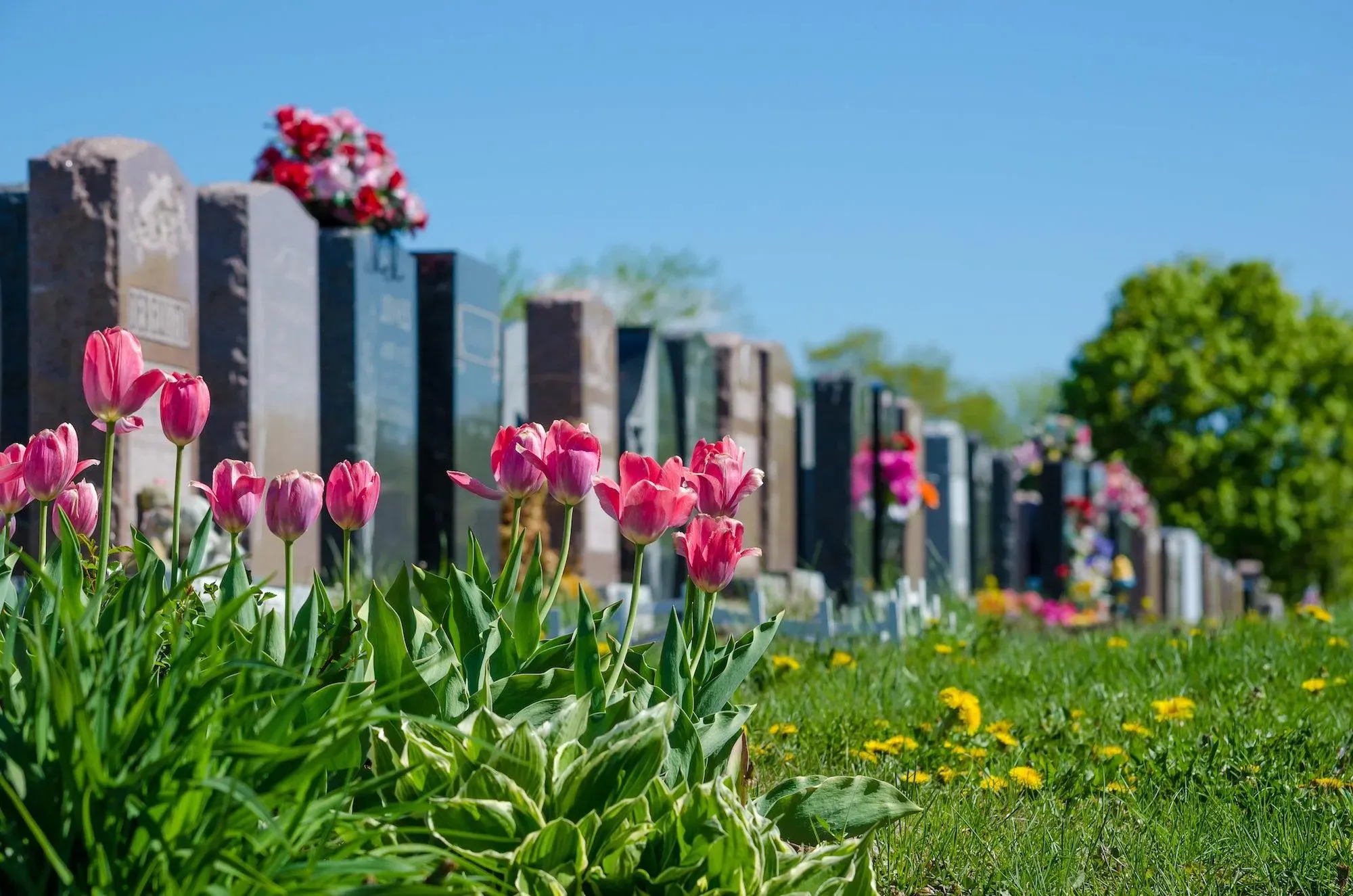 Allée de cimetière bordée de sépultures en pierre et de tulipes roses au printemps.